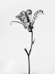花の中で 2021 年 18 月 18 日 (b/w 写真)