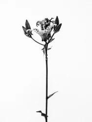 花の中で 2021 年 19 月 19 日 (b/w 写真)
