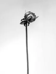 花の中で 2021 年 20 日 (b/w 写真)