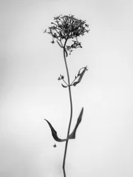 花の中で 2021 年 21 月 (b/w 写真)