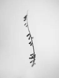 花の中で 2021 年 22 月 (b/w 写真)