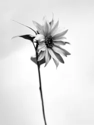 花の中で 2021 年 25 日 (b/w 写真)