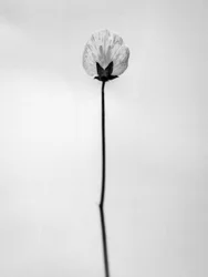花の中で 2021 年 26 日 (b/w 写真)