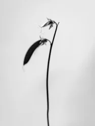 花の中で 2021 年 27 日 (b/w 写真)