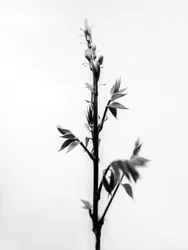 花の中で 2021 年 32 日 (b/w 写真)