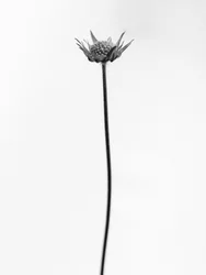 花の中で 2021 年 33 日 (b/w 写真)