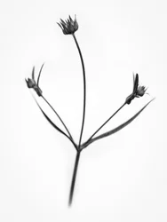 花の中で 2021 年 34 日 (b/w 写真)