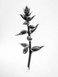 花の中で 35, 2021 (白黒写真)
