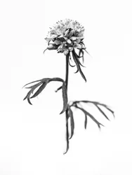 花の中で 36, 2021 (白黒写真)