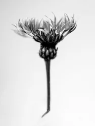 花の中で 37, 2021 (白黒写真)