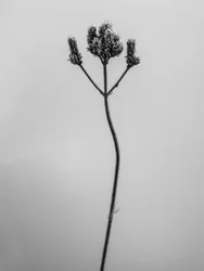 花の中で 3、2021 (白黒写真)