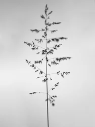 花の中で 46, 2021 (白黒写真)