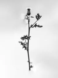 花の中で 48, 2021 (白黒写真)