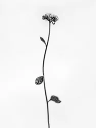 花の中で50、2021年（白黒写真）