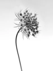 花の中で 52、2021（白黒写真）