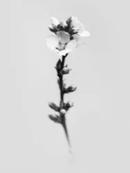花の中で 55、2021（白黒写真）