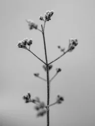 花の中で 2021 年 5 月 (b/w 写真)