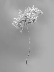 花の中で73、2021年（白黒写真）