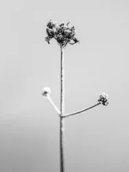 花の中で 2021 年 7 月 (b/w 写真)