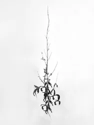 花の中で 80, 2021 (白黒写真)