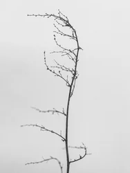 花の中で 2021 年 8 月 (b/w 写真)