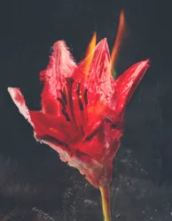 Combust、2019年（キャンバスに混合メディア）