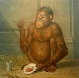 イチゴを食べるオランウータン
