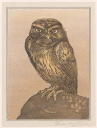 岩の上の小さなフクロウ