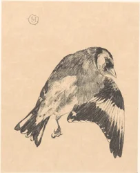 死んだゴシキヒワ