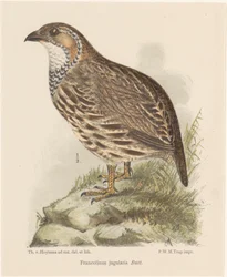ヤマウズラ (francolinus jugularis)