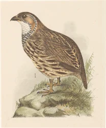 ヤマウズラ (francolinus jugularis)