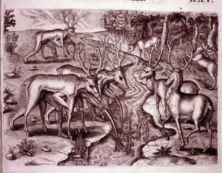 鹿の皮を使って他の鹿を狩るインディアン（Engraving