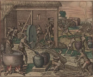奴隷たちがサトウキビを加工して砂糖を作る、1595年。