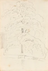 水上の樹木の習作（裏面）
