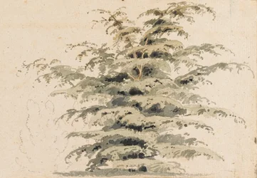 杉の木の研究
