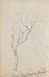 小さな樹木とその下の低い低木の習作（裏面）