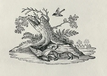 ジャコウネコと雄鶏、『History of Quadrupeds』より、1790年