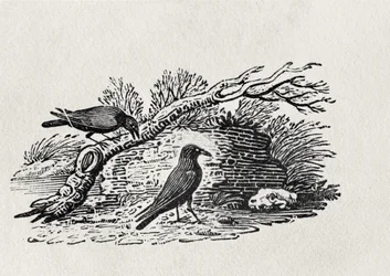 『英国の鳥類史』第I巻より、ハシボソガラス（Corvus corone corone）、1797年出版