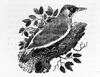 緑のキツツキ、トーマス・ビーウィックによる「英国の鳥の歴史」のイラスト、1797年に初公開