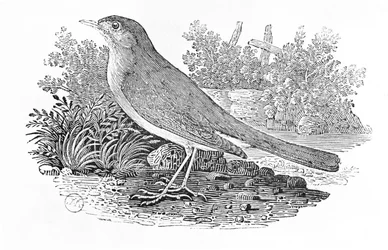 ナイチンゲール（Luscinia megarhynchos）、『ブリテンの鳥類史』第I巻より、1797年刊