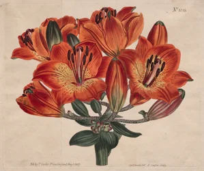 The Botanical Magazine or Flower Garden Displayed: ...Orange-Lily, 1807.