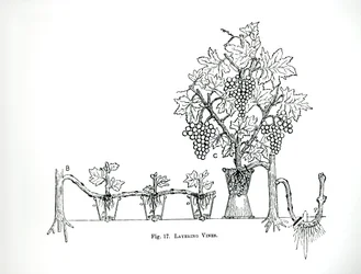 1900年に出版されたトーマス・モーソンの『The Art and Craft of Garden Making』に掲載されているつる植物の重ね植え（彫刻）（モノクロ写真）