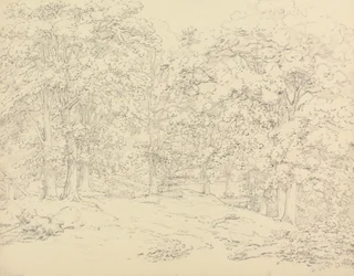 Árvores em Ashtead Park, Surrey