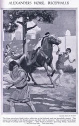 アレクサンドロスの馬、ブケファロス：その馬は額に白い星のある光沢のある黒馬だった、1950年頃