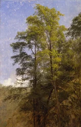 Tree Study、キャッツキル クローブ、ニューヨーク州