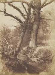 木、1854-57。