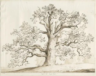 Blithfield-Squitch Oak：ペンとウォッシュ、1837