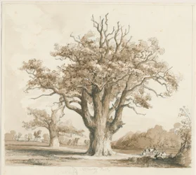 Teddesley Hall-Oak Trees：鉛筆とウォッシュの描画、ND [1842年11月]