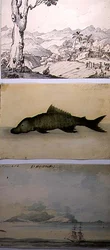 リチャード・ベントレー著「西インド諸島とアメリカの兵士の回想」からの3枚のイラスト