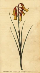 クリスマスベル、Blandfordia nobilis、1800年（彫刻）